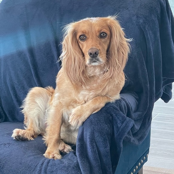 Meet your Posher, Claudia - Picture 1 of 1